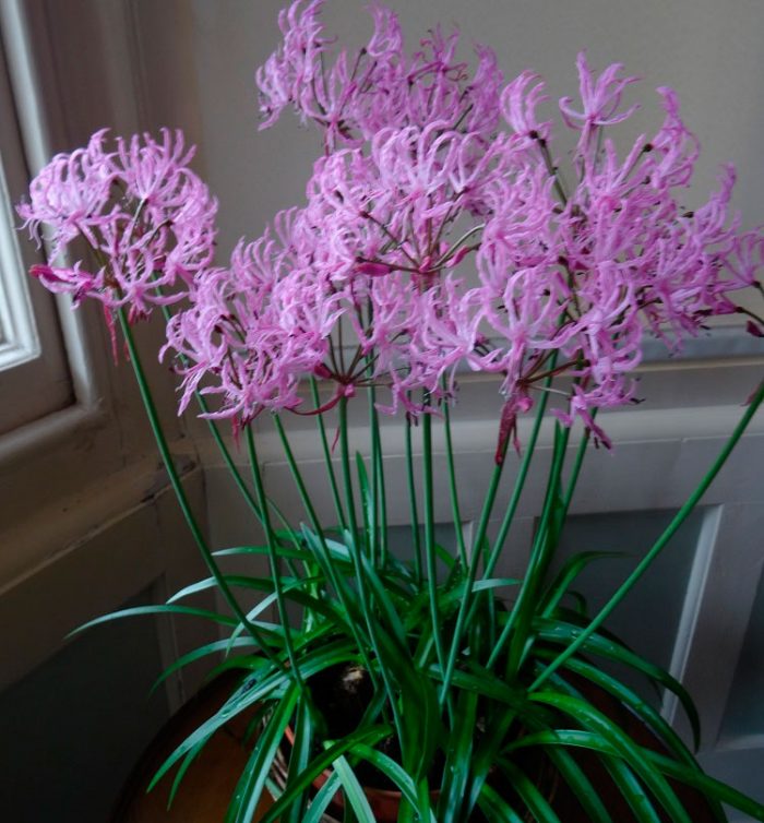 Caring for nerine at home