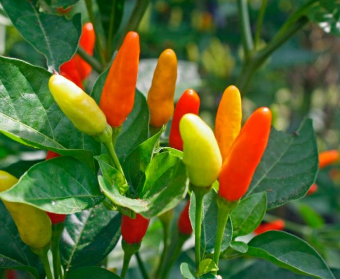 Cayenne or bush pepper