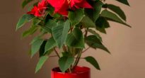 Poinsettia (Christmas star)