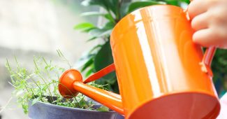 Natural fertilizers for indoor plants