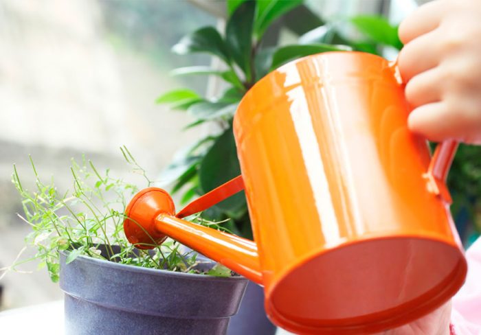 Natural fertilizers for indoor plants