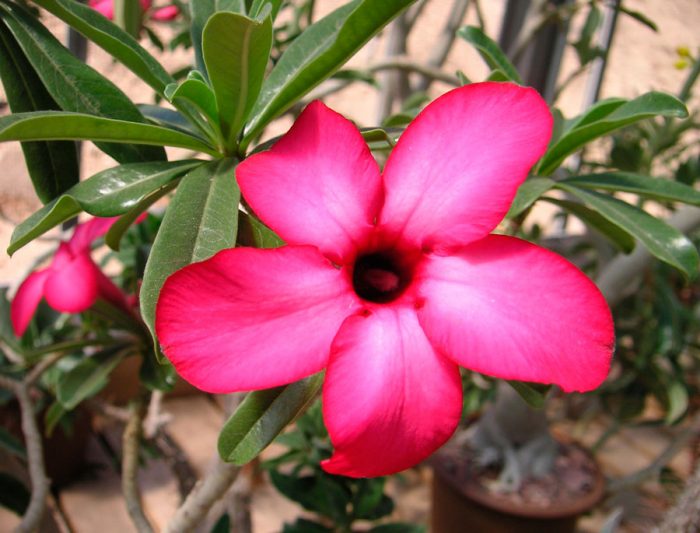 Adenium multifloroso