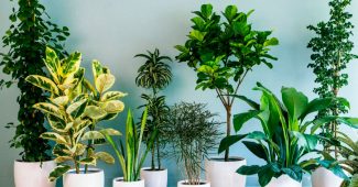 De bästa inomhusväxterna för att rena luften