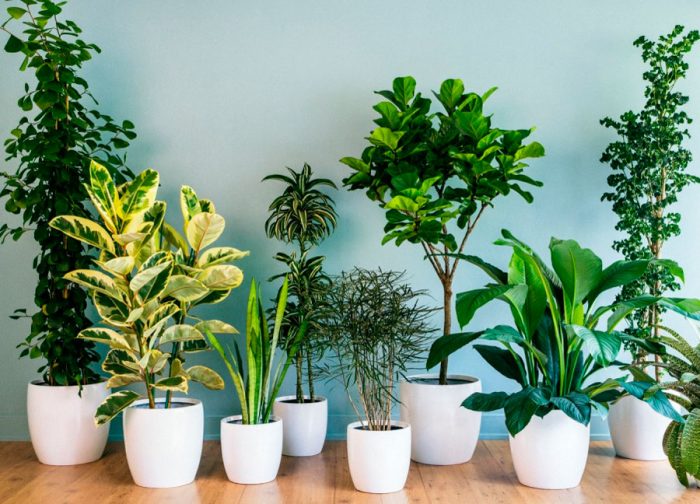 The best indoor plants to purify the air