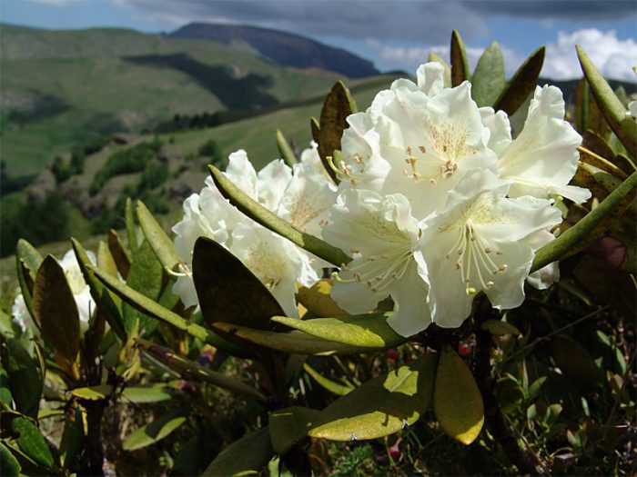Useful properties of rhododendron