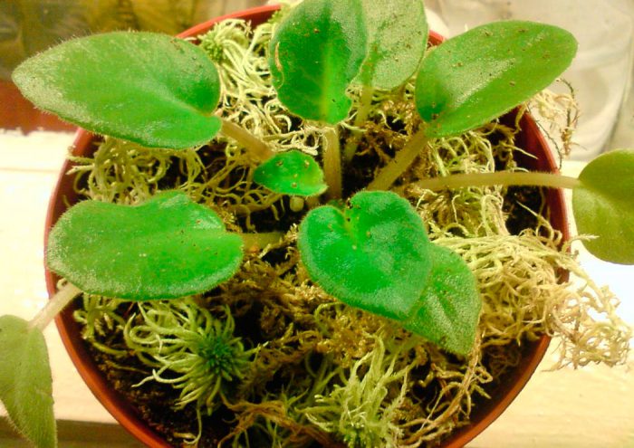 How sphagnum is used in floriculture