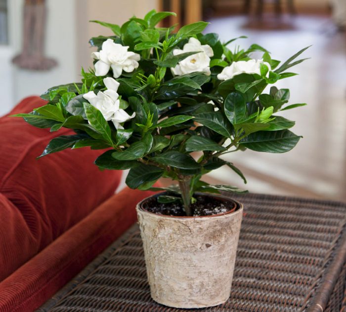 Caring for your gardenia at home