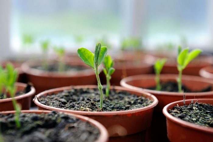 Cultivo de guisantes dulces a partir de semillas