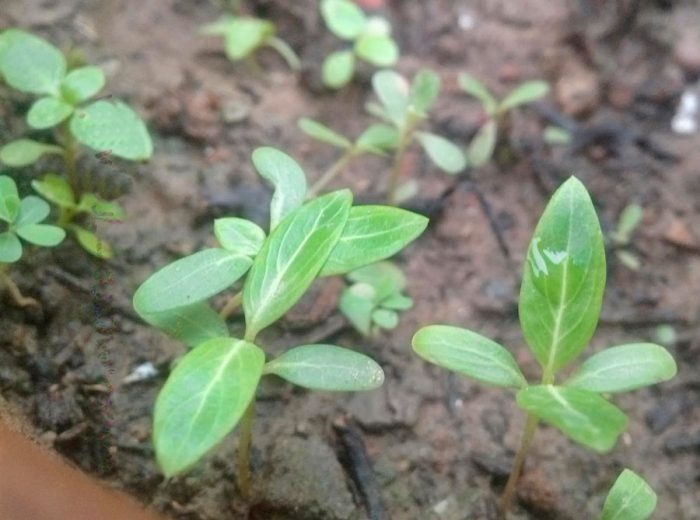 Growing periwinkle from seeds