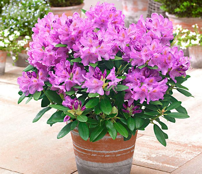 Planting a rhododendron in open ground