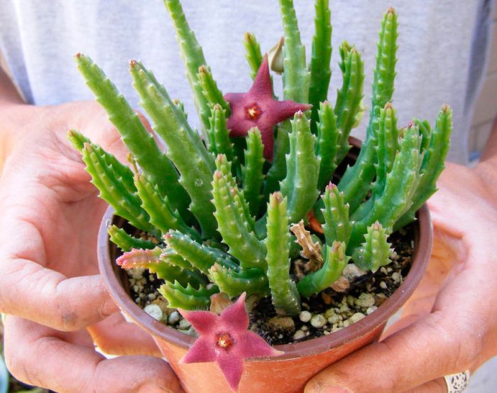 Stapelia