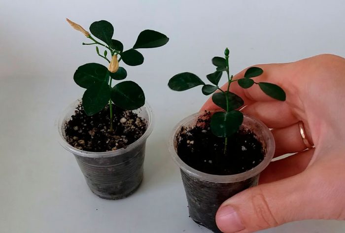 Muraya în creștere din semințe