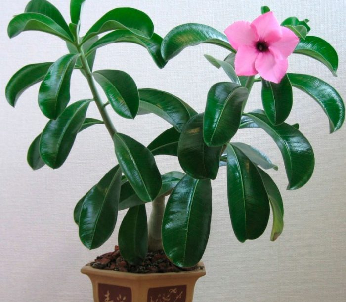 Adenium boichmianum