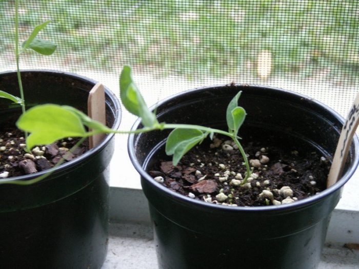 Growing seedlings