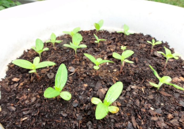 Cultiver du zinnia à partir de graines