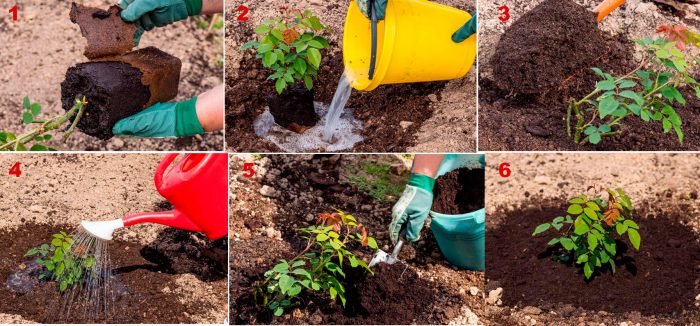 Steg-för-steg-instruktioner för plantering av rosor