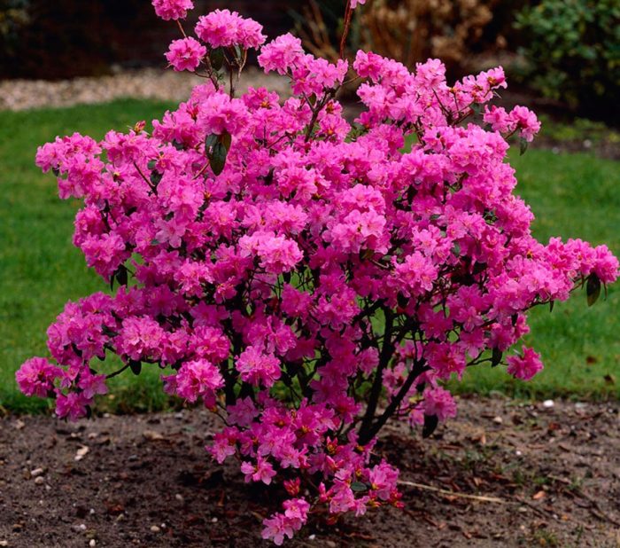 Rhododendron care