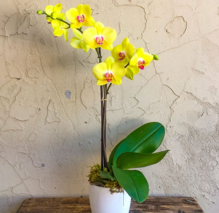 Caring for the phalaenopsis orchid at home