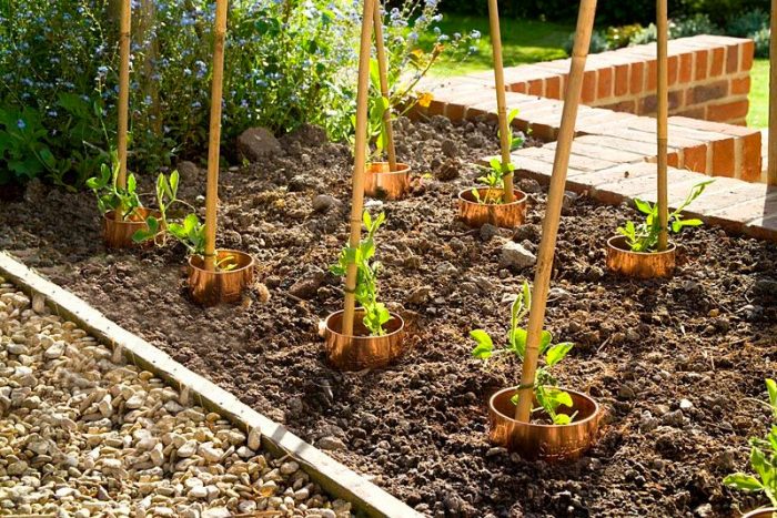 Planter des pois de senteur dans le sol