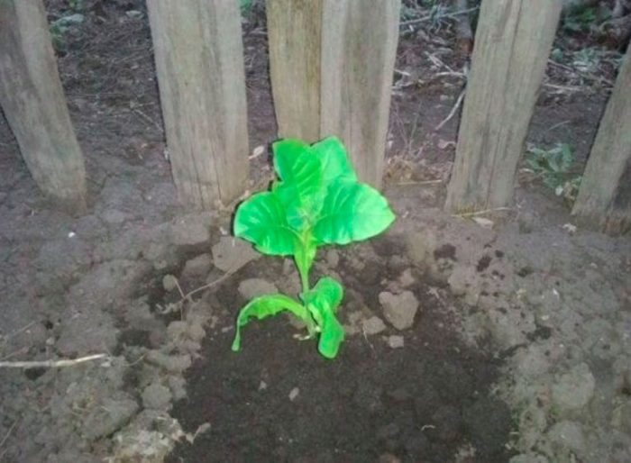 Plantera doft tobak i öppen mark