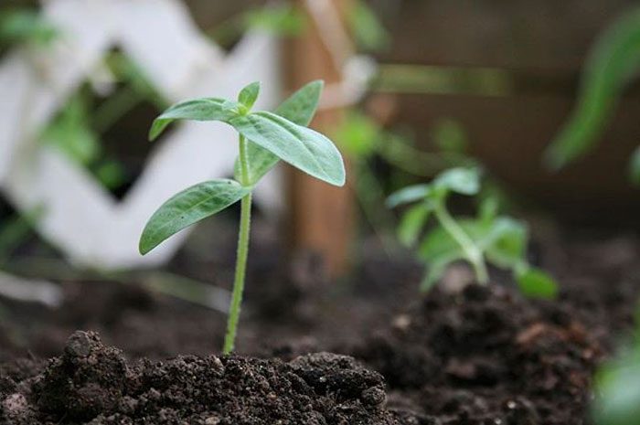 Plantera zinnia i öppen mark