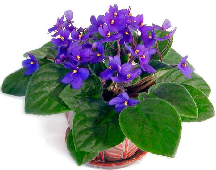 Saintpaulia violet-flowered, or Saintpaulia violet-colored (Saintpaulia ionantha)