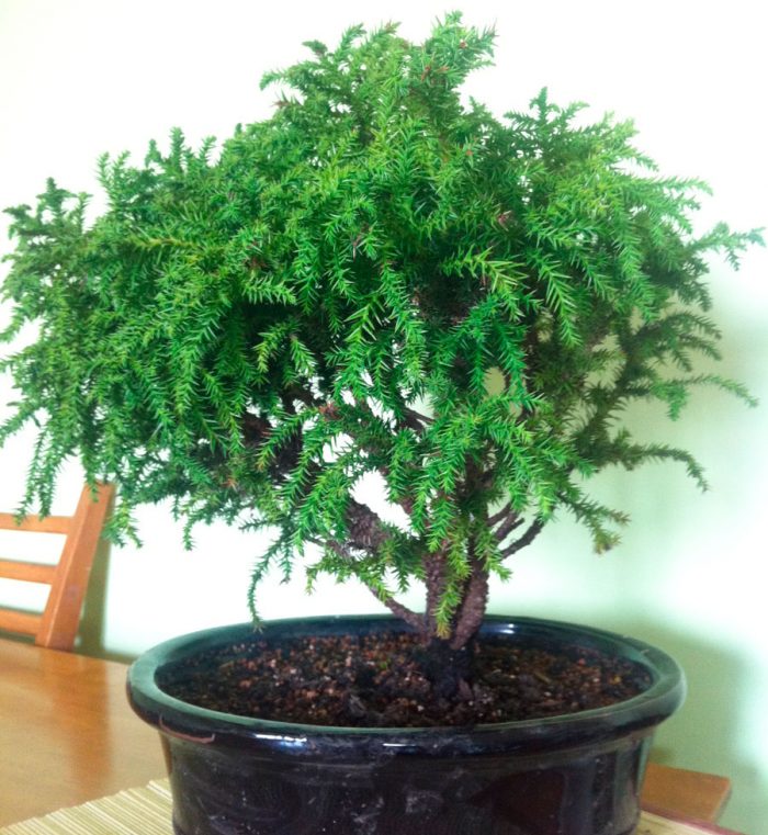 How to care for room cryptomeria