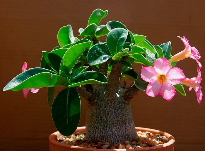 Îngrijirea Adenium la domiciliu