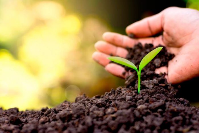 Planter des pois de senteur dans le sol