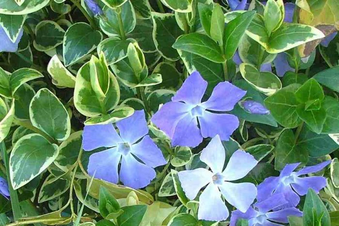 Periwinkle large
