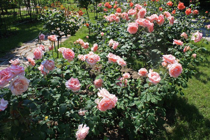 Hybrid tea roses