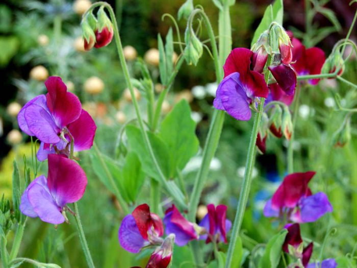 Sweet pea care