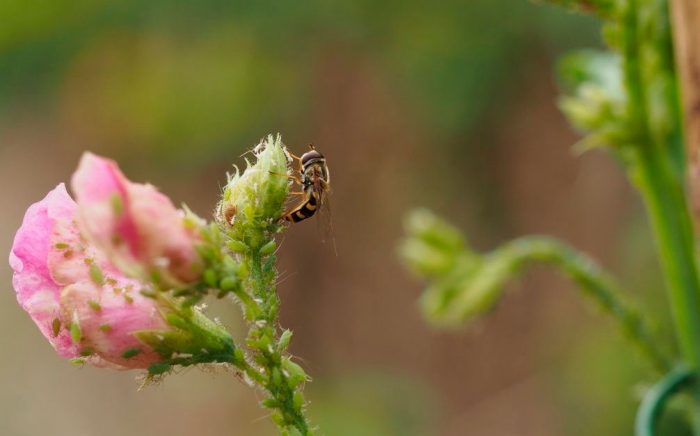 Diseases and pests