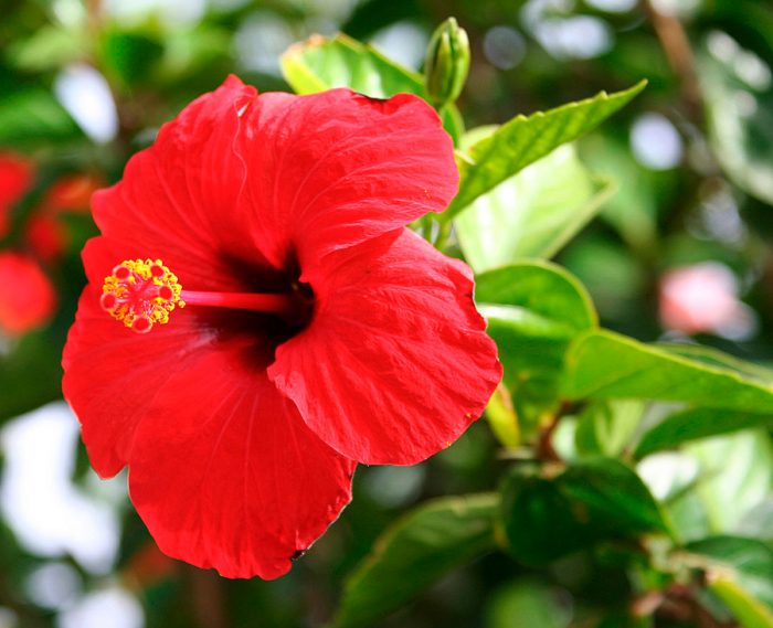 Kinesisk ros (Hibiscus)