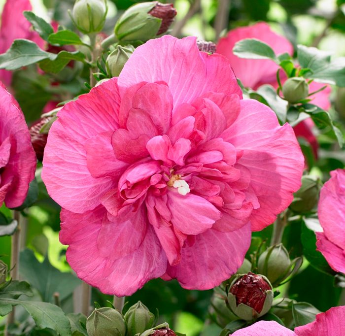 Hibiscus de grădină (sirian)