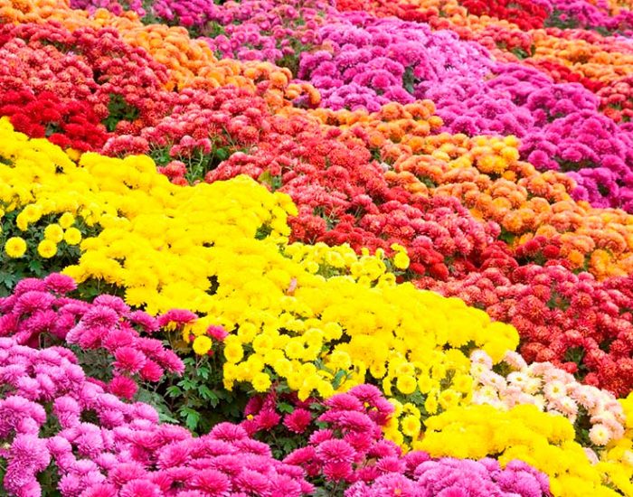Trädgårdskrysantemumvård