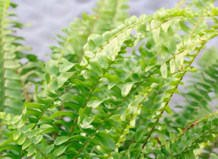 Pests and diseases of nephrolepis