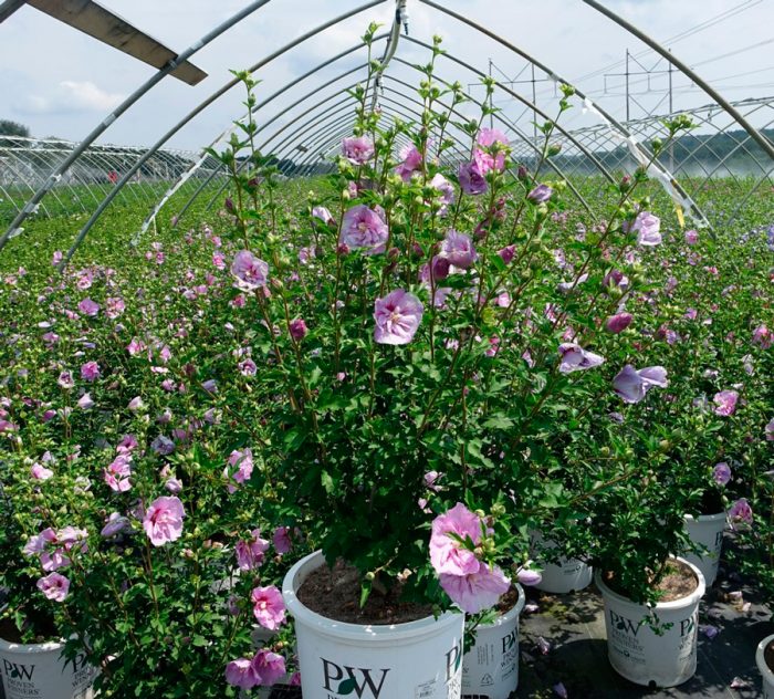 Reproducerea hibiscului de grădină