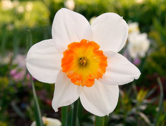 Daffodil care