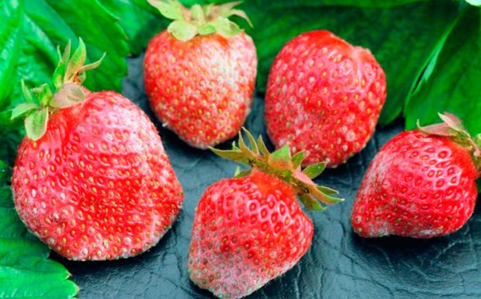 Powdery mildew on strawberries