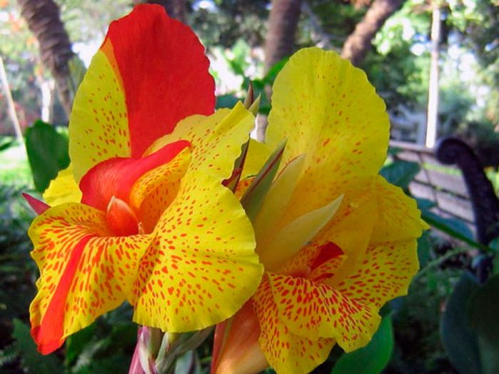 Cannes de orquídeas