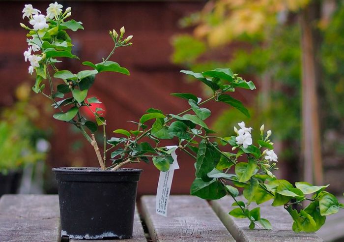 Diseases and pests of jasmine