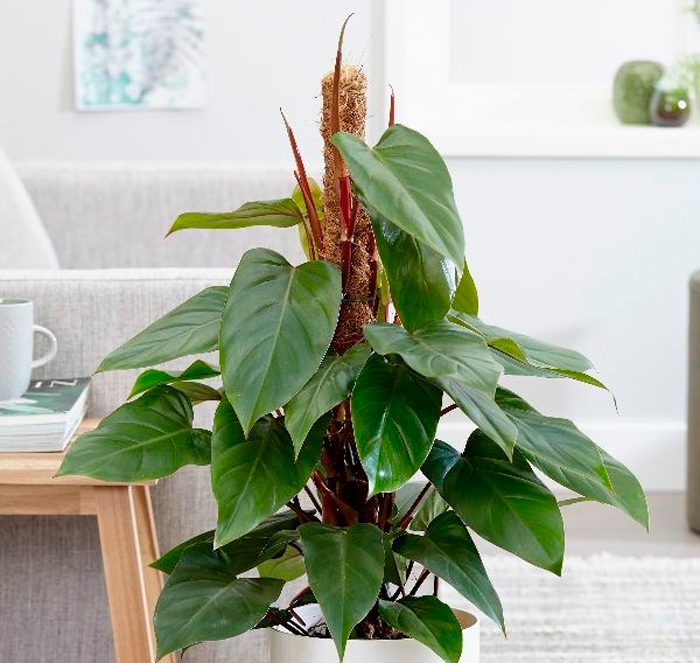 Caring for a philodendron at home