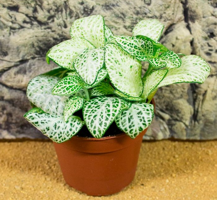 Fittonia care at home