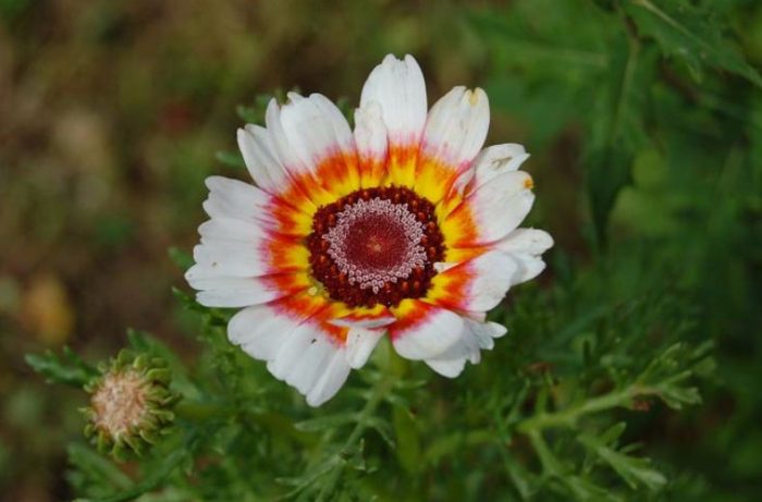 Crizantema cu chelie, sau tricolor
