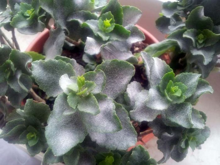 Powdery mildew on indoor plants
