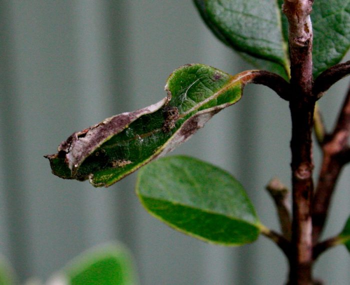 Feijoa pests and diseases