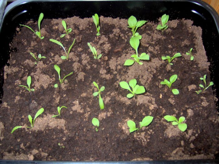Sowing seedlings