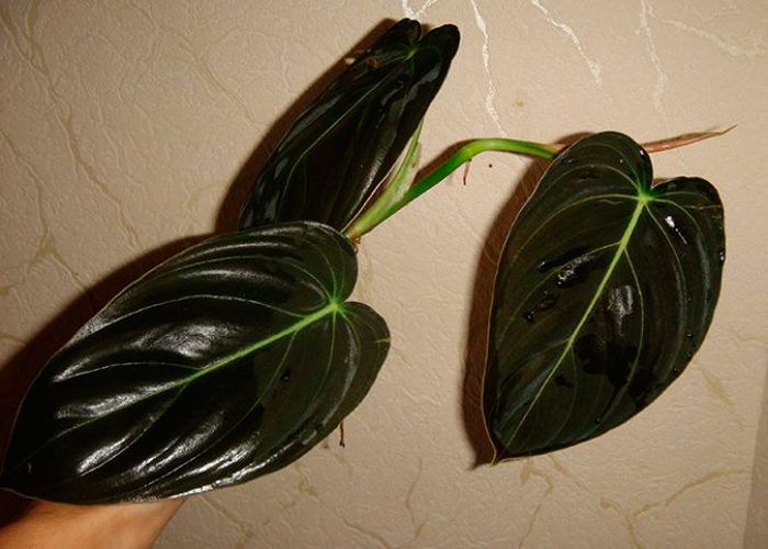 Philodendron golden-black Andre