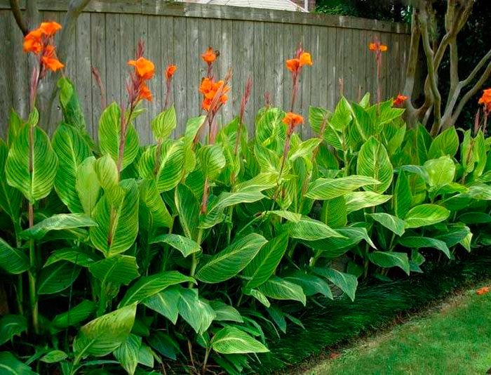 Canal care in the garden